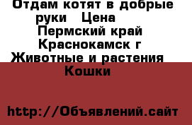 Отдам котят в добрые руки › Цена ­ 10 - Пермский край, Краснокамск г. Животные и растения » Кошки   